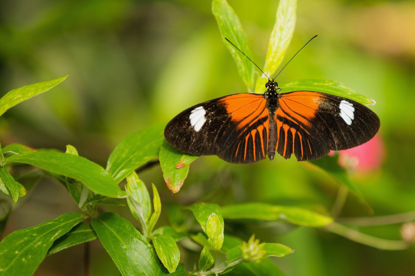 an orange butterfly on tall grass